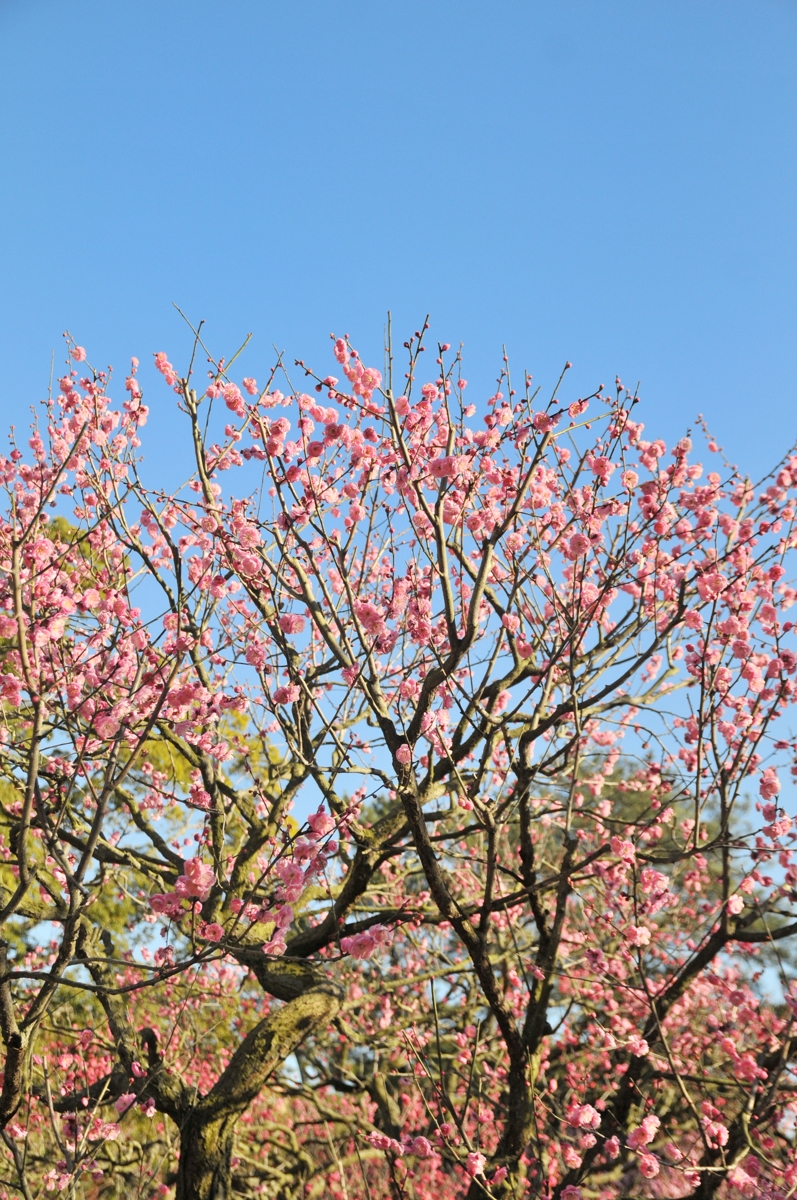 枝いっぱいに咲いた梅の花（2023年2月撮影）
