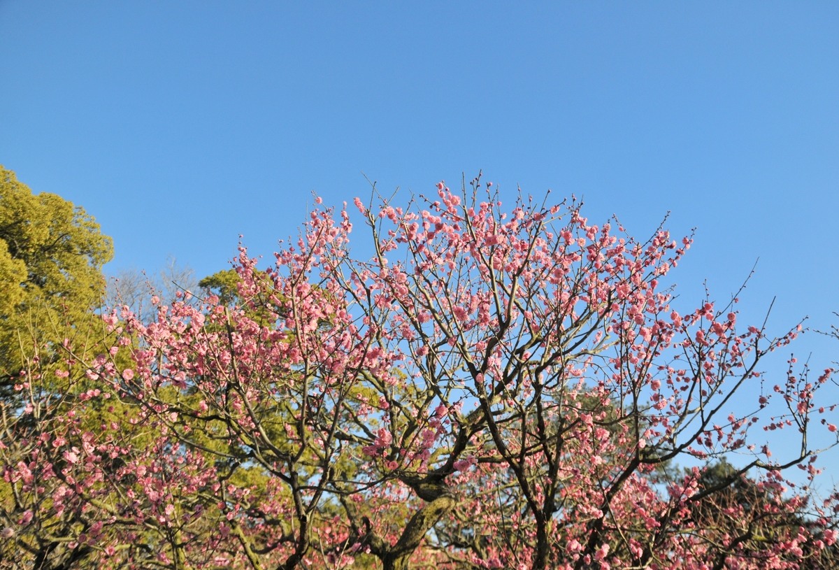 枝いっぱいに咲いた梅の花（2023年2月撮影）