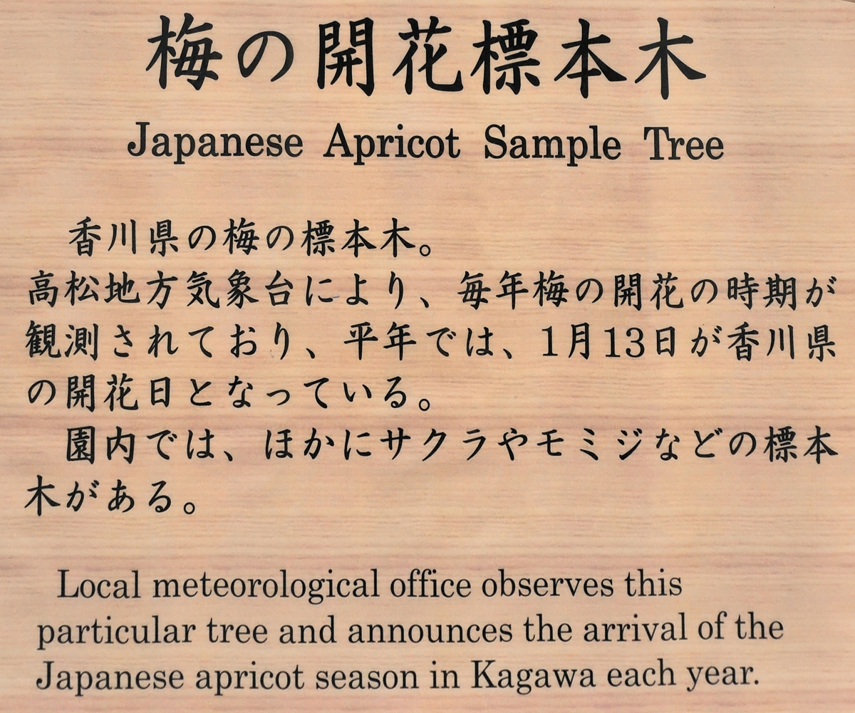 梅の開花標本木の案内板（2023年2月撮影）