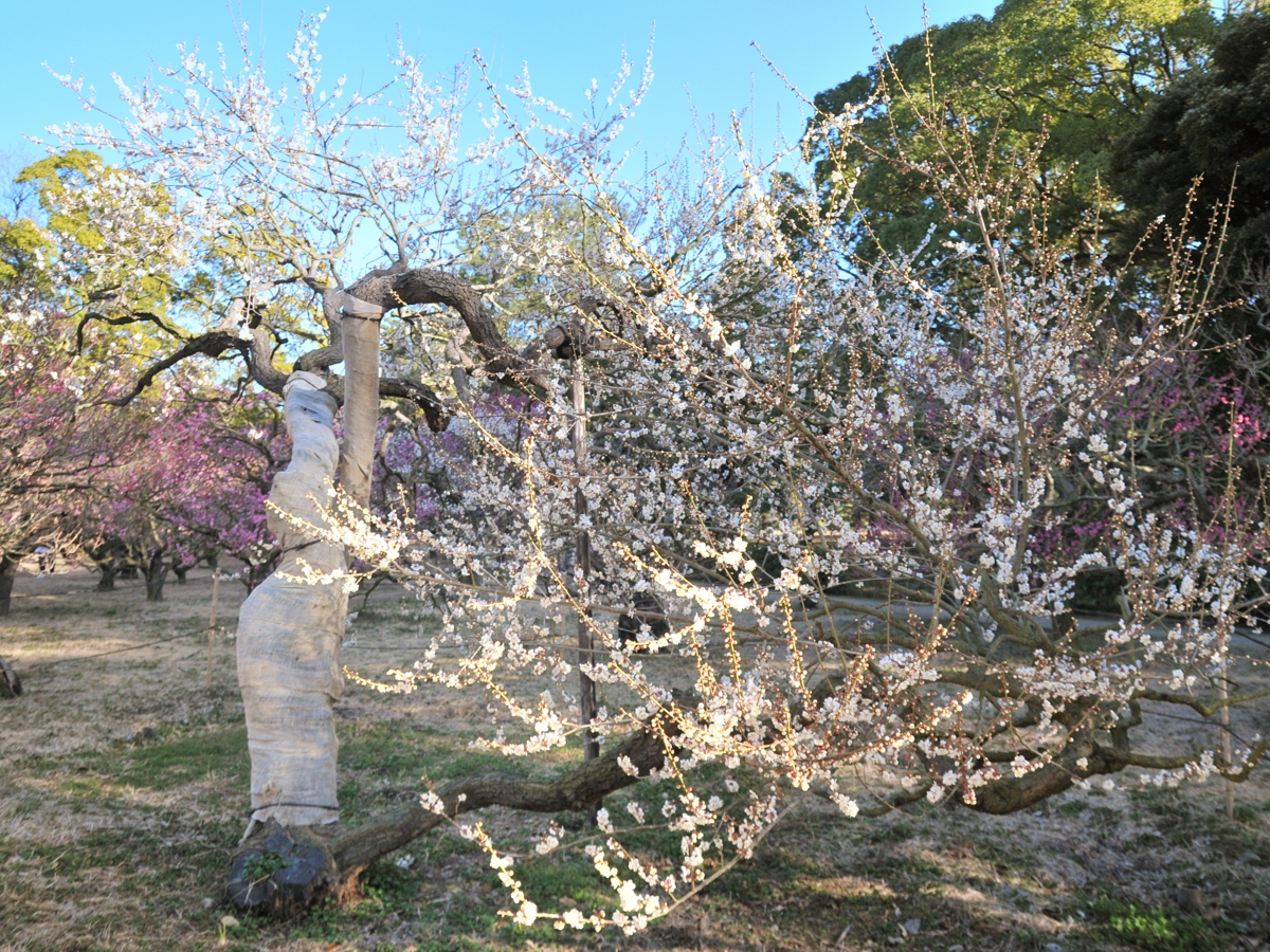 梅の開花標本木（2023年2月撮影）